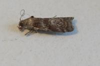 Phycita roborella