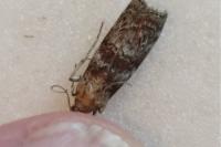 Phycita roborella
