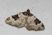 Xanthorhoe fluctuata