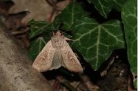 Mythimna ferrago