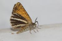 Isturgia limbaria limbaria