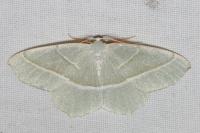 Campaea margaritaria