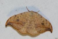 Drepana falcataria