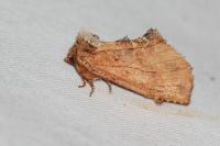 Ptilodon capucina