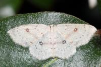 Cyclophora porata