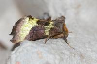 Diachrysia chrysitis