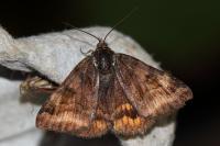 Euclidia glyphica