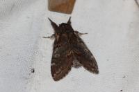 Notodonta dromedarius