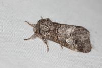 Drymonia querna