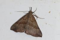 Hypena proboscidalis
