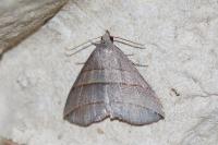 Colobochyla salicalis