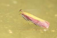 Oncocera semirubella