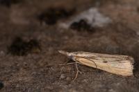 Agriphila geniculea/inquinatella