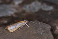 Catoptria pinella