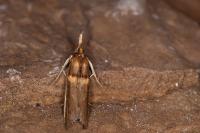 Etiella zinckenella
