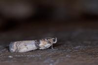 Sciota rhenella