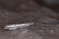 Platytes alpinella