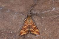 Pyrausta despicata