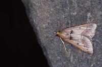 Stemmatophora brunnealis