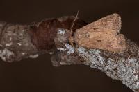 Agrotis bigramma
