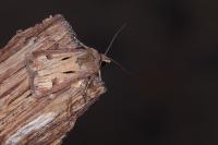 Agrotis exclamationis exclamationis