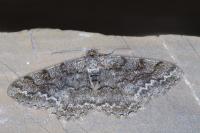 Alcis repandata