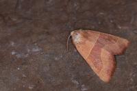 Atethmia centrago
