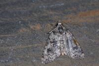 Bryophila domestica