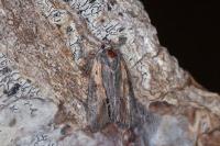 Bryophila raptricula