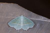 Campaea margaritaria