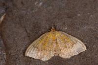 Camptogramma bilineata