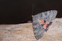 Catocala puerpera