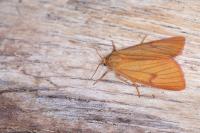 Diacrisia sannio