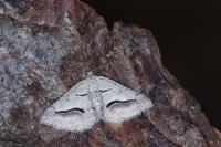 Digrammia rippertaria