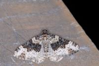 Epirrhoe galiata