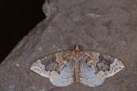 Eulithis prunata