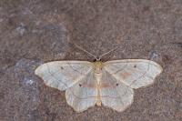 Idaea emarginata
