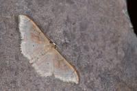 Idaea rubraria