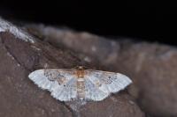 Idaea rusticata