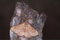 Lasiocampa trifolii trifolii