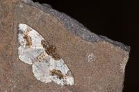 Ligdia adustata