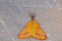 Lythria purpuraria