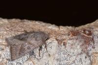 Mesogona oxalina