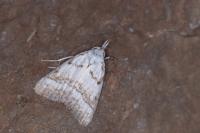 Nola aerugula