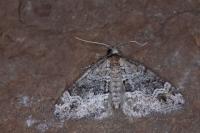 Perizoma bifaciata