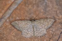 Scopula immorata