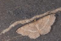 Scopula rubiginata