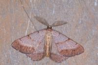 Selidosema brunnearia brunnearia