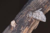 Thaumetopoea pityocampa