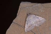 Macaria artesiaria